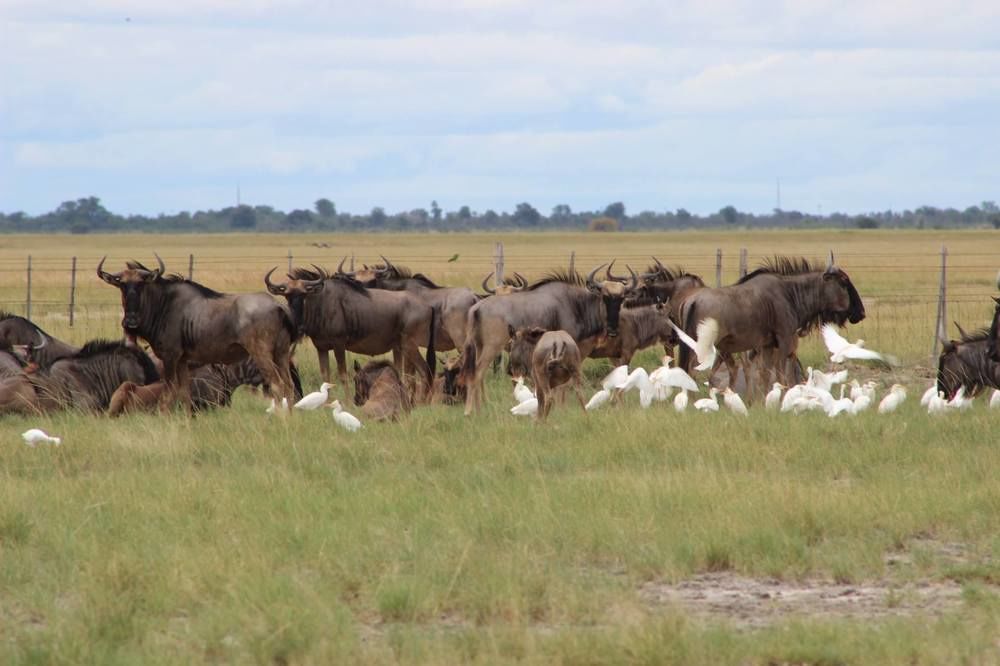 South Mobile Camp Hotel Nxai Pan National Park Exterior photo