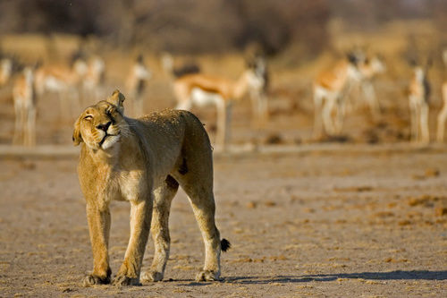 South Mobile Camp Hotel Nxai Pan National Park Exterior photo